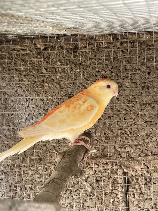 Casais de red rumped e algumas aves sozinhas