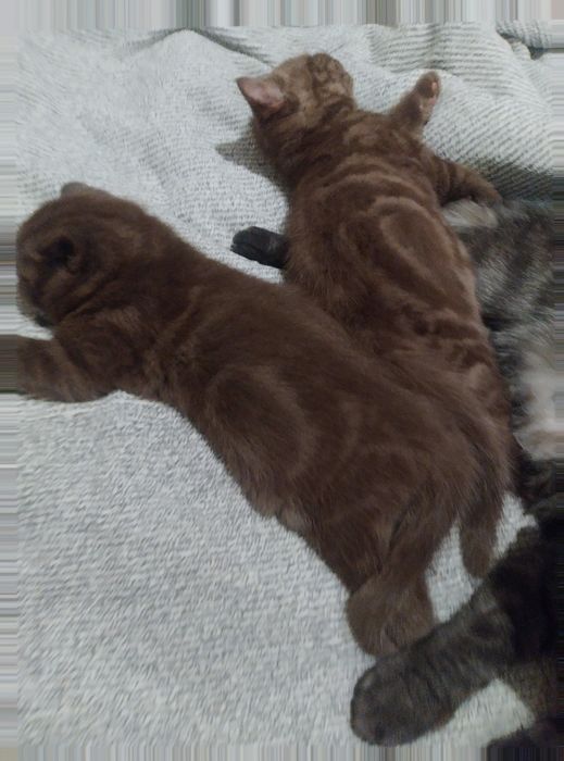 Продам шотландських кошенят