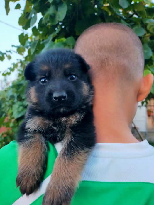 Цуценята Німецької Вівчарки