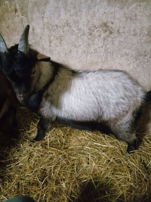 Sprzedam koziołka miniaturkę