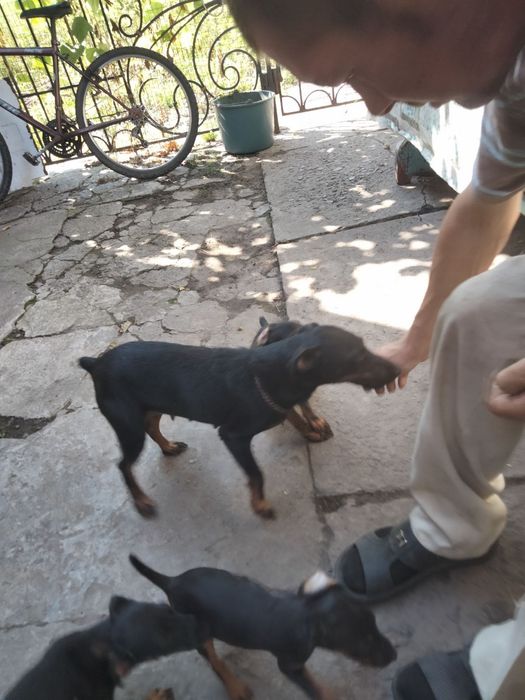 Продам ягтер'єрів