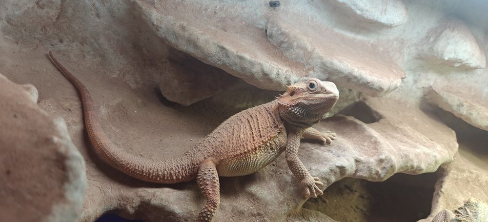 Terrarium z 2 Agamami