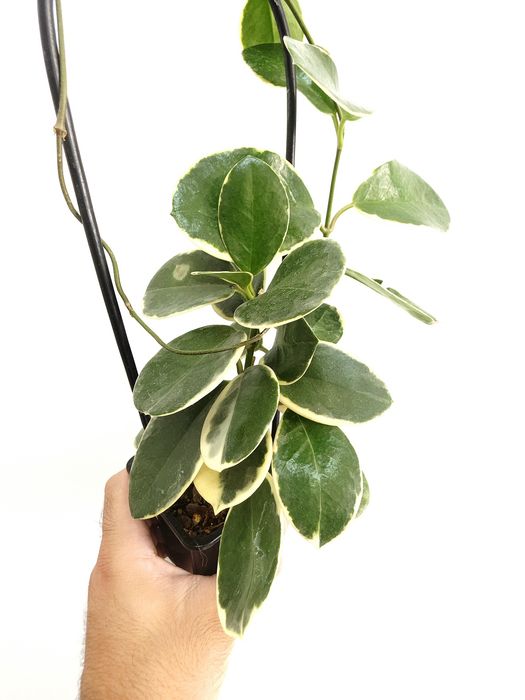Hoya Australis Blondie