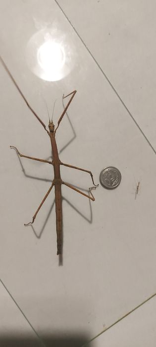 Oddam małe patyczaki rogate w fazie L1