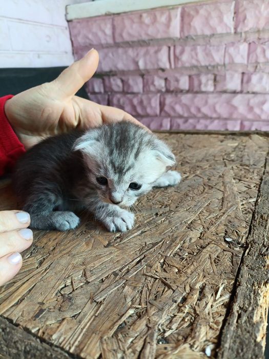 Котенок веслоухая девочка.