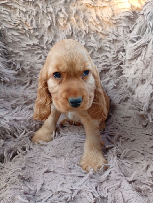 Cocker spaniel angielski piesek