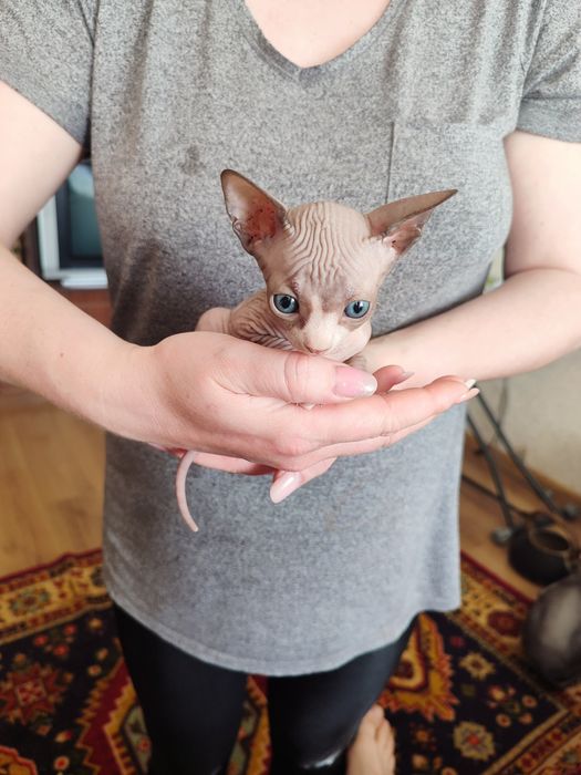 Кошенята сфінкс продаж