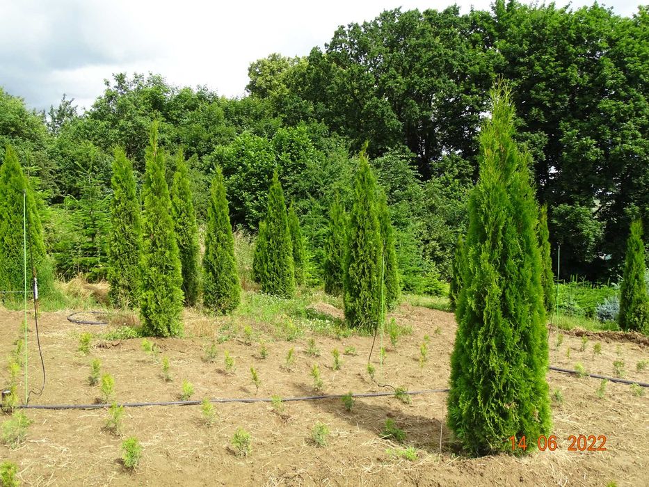 Tuja szmaragd 180-200 cm