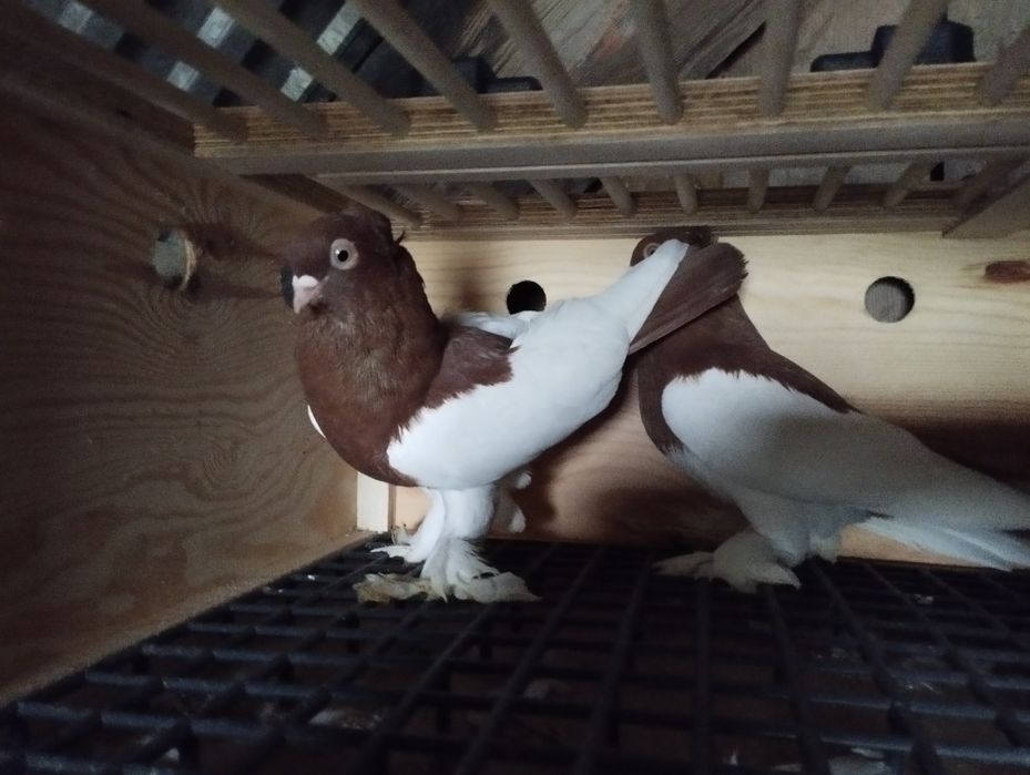 Sprzedam gołębie ozdobne 4 pary