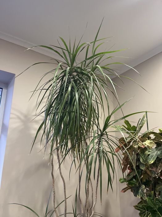Вазон Драцена , висота 260см!