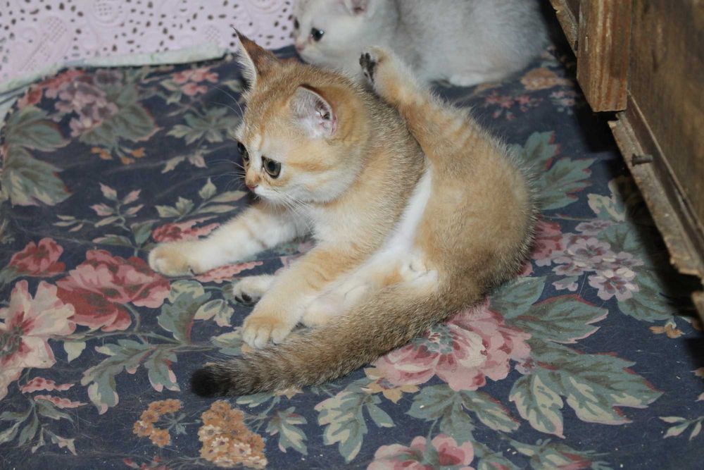 Яскраві котята золото1 шиншилли