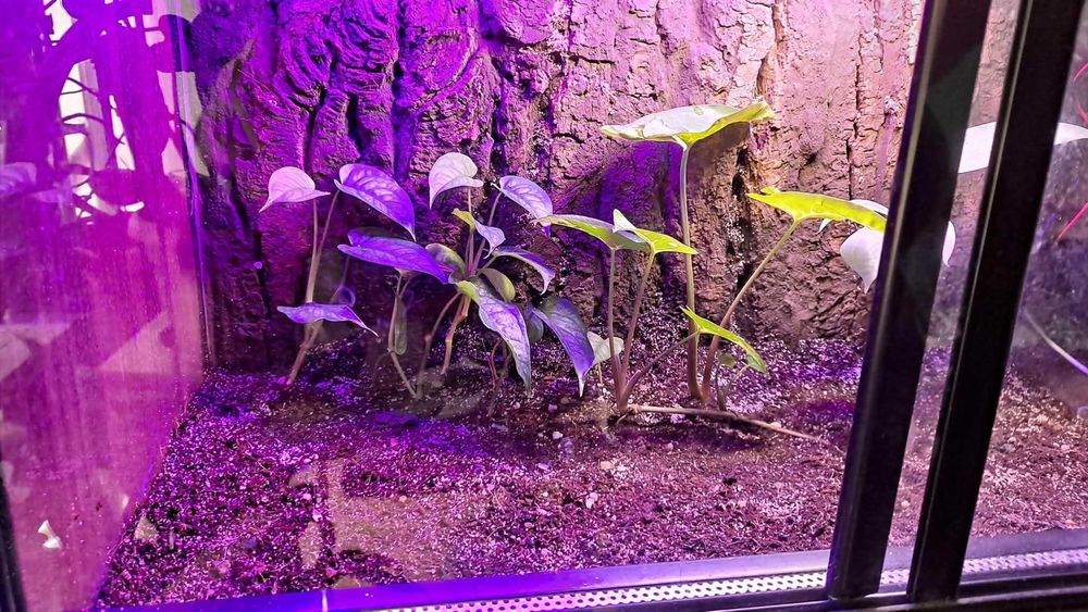 Terrarium Szklane