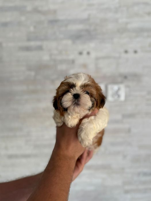 Shih tzu miniaturowy piekny piesek