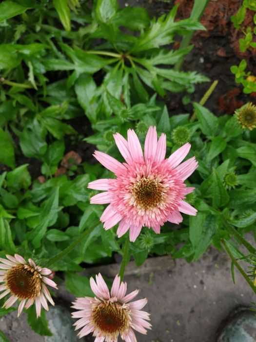 Багаторічні рослини та кущі