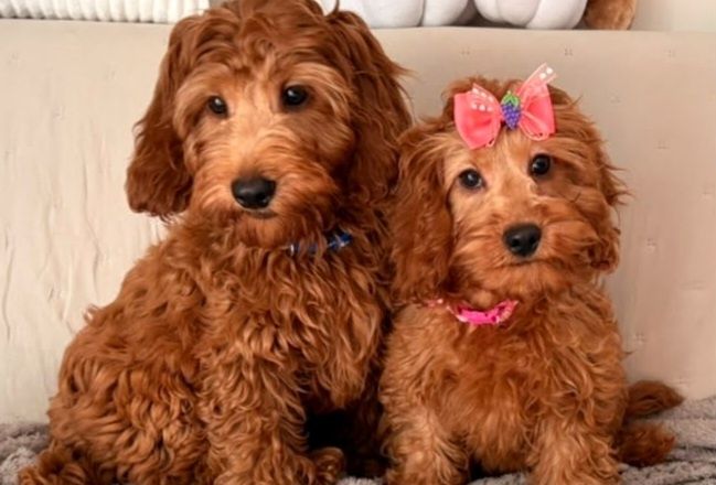 Cockapoo (Cocker Spaniel/ Pudel)