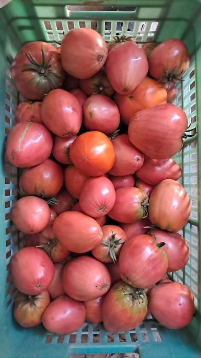 Venda de Tomate Fresca