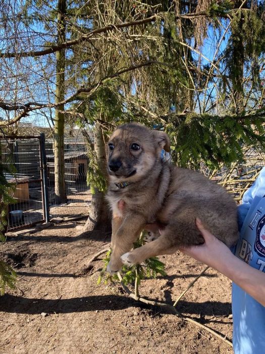 Цуценя з иенших порід