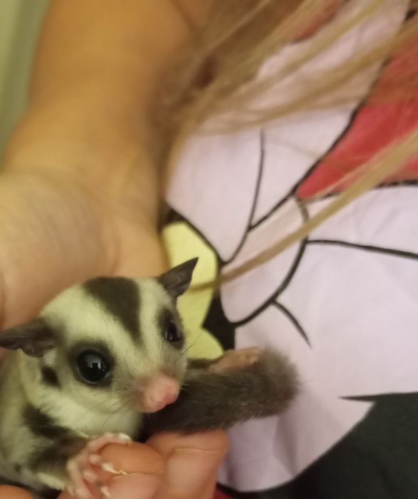 Gaiola petauro do açúcar castanho