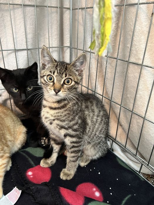 Hebcio i Gucio do adopcji kociaki 3 miesiace