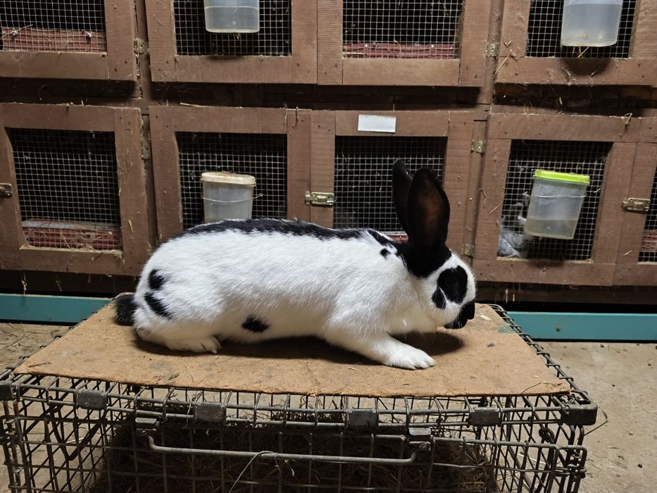 Króliki srokacz niemiecki