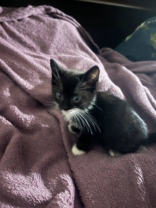 Котята в добрі руки