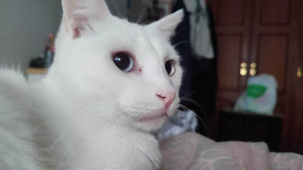 Gato para adoção responsável