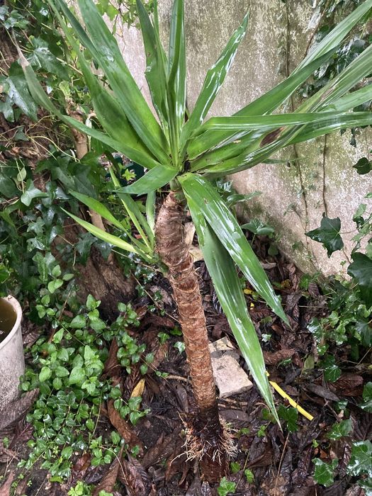 Yucas vários tamanhos