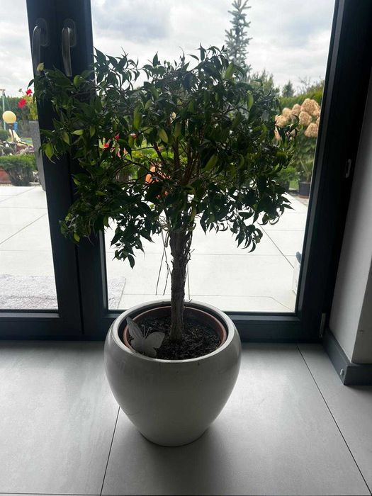 Ficus Benjamina roślina