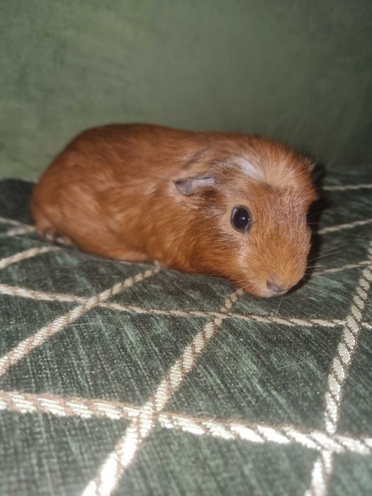 Морська свинка крестед