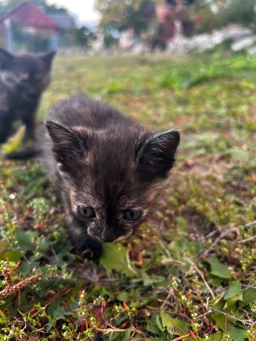 Відамо в хороші руки кошенята