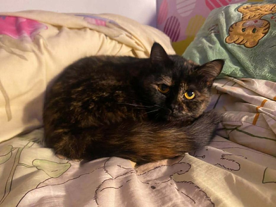 Стерилізована дівчинка в хороші руки