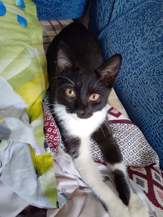 Приму в дар любой корм для котов.