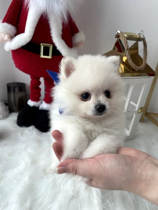 Померанські шпіци — Маленькі моделі для обіймів