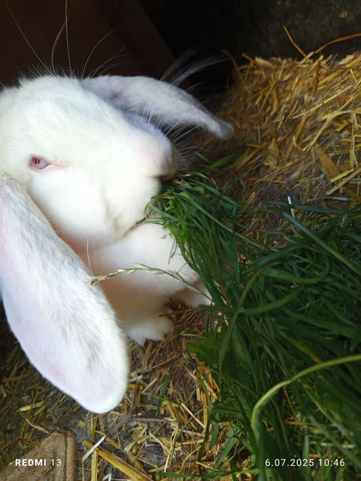 Samica baran francuski