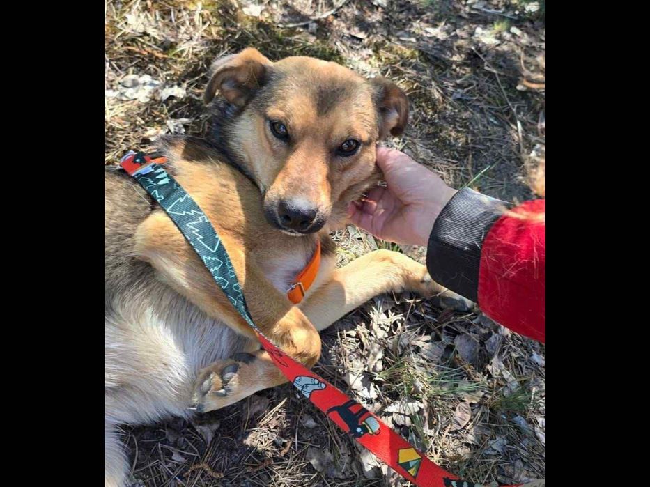 Wystraszony biedaczek ,błaga o dom.