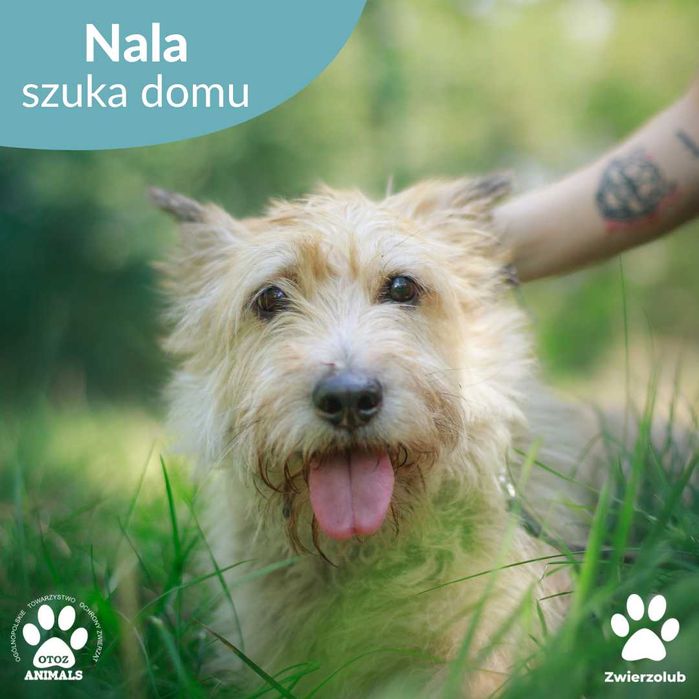 Adoptuj uroczą sunię Nalę!