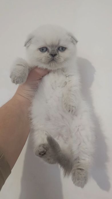 Манчкин Munchkin котенок котята кошка доставка