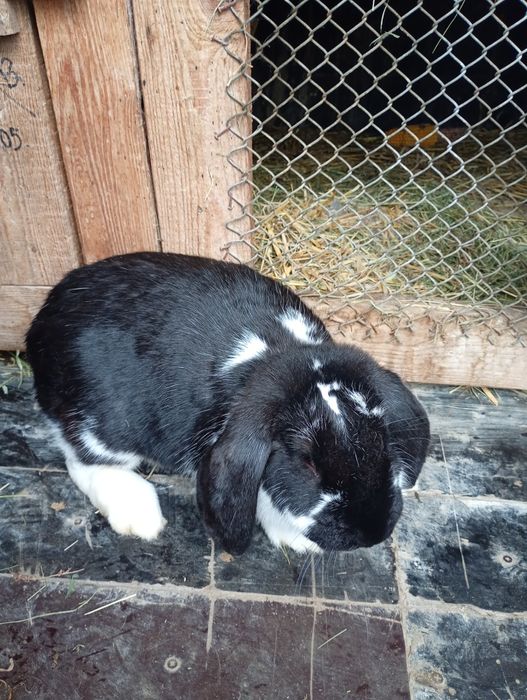 Samica Barana Francuskiego