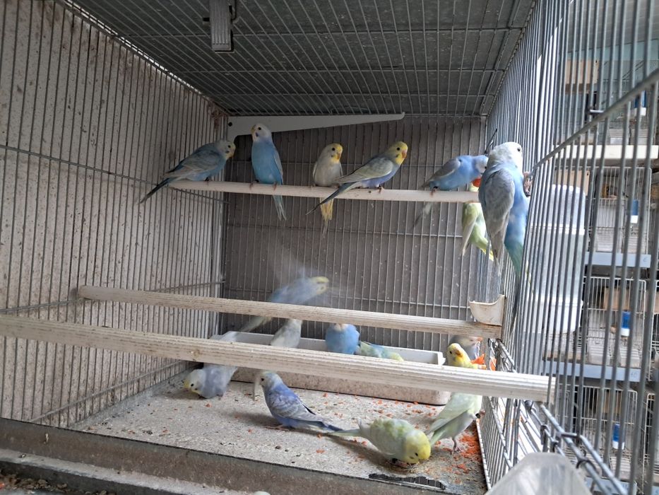 Piriquitos australianos arco íris