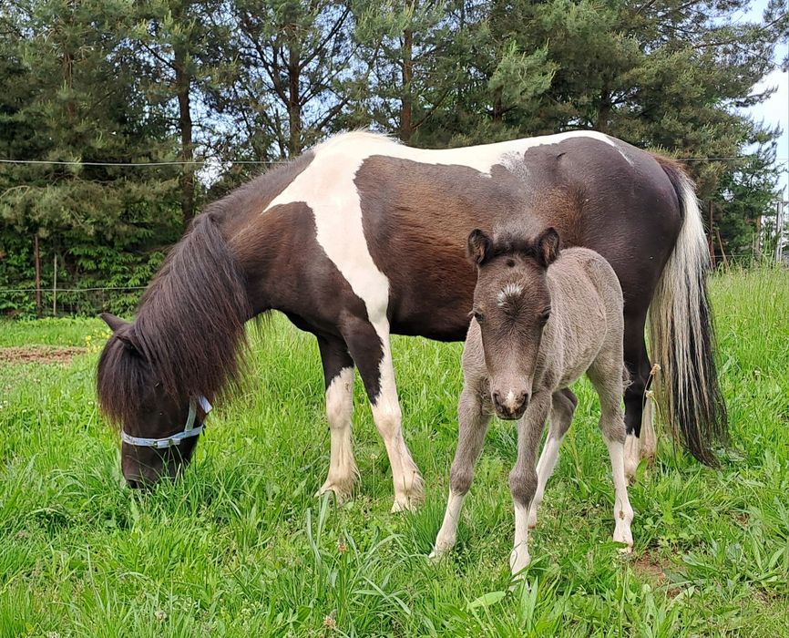 Klacz ogier kuc sprzedaż