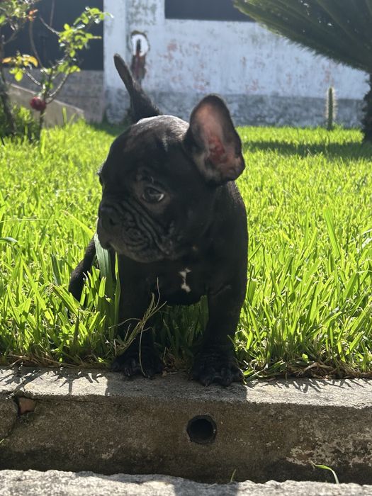 Bulldog frances Menina
