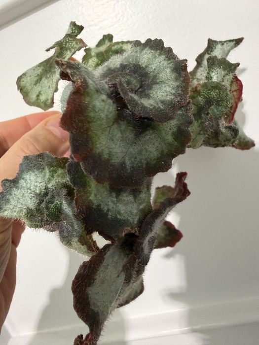 Begonia Escargot