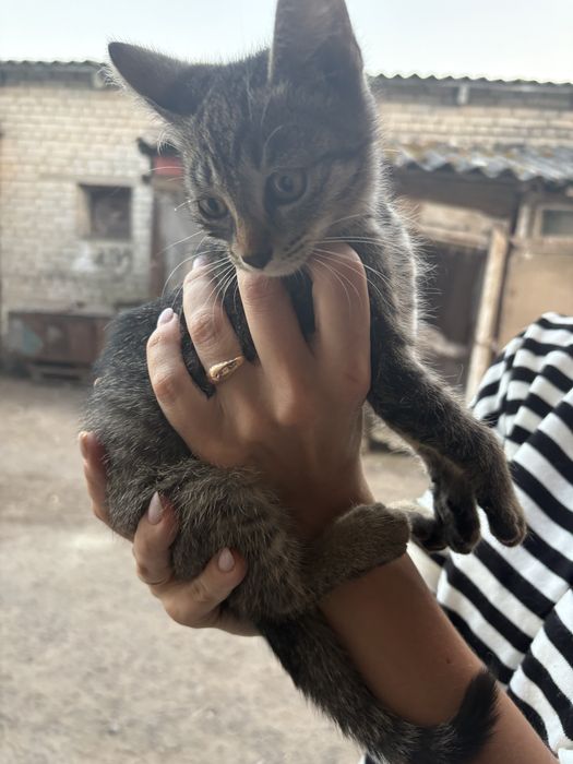 Коти  безкоштовно