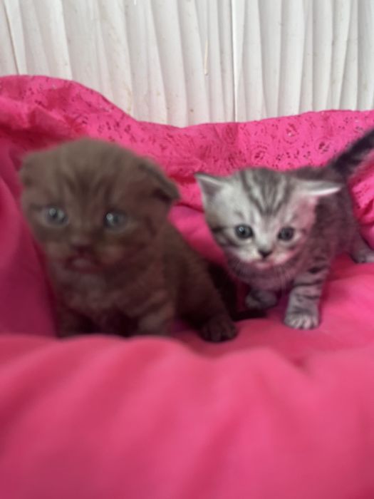 Классные шотландчики