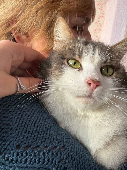 Котик в добрі ручки