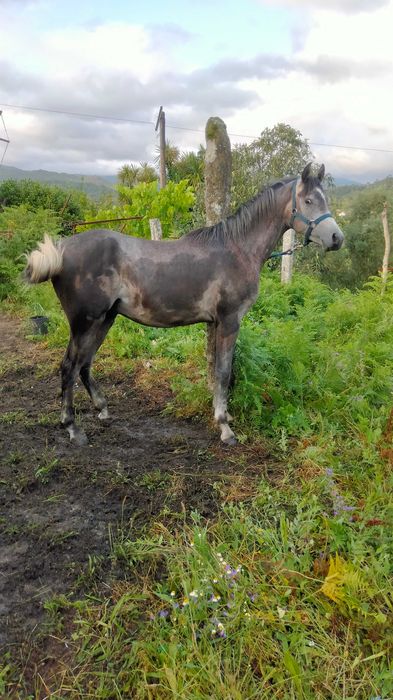 Poldro puro sangue árabe