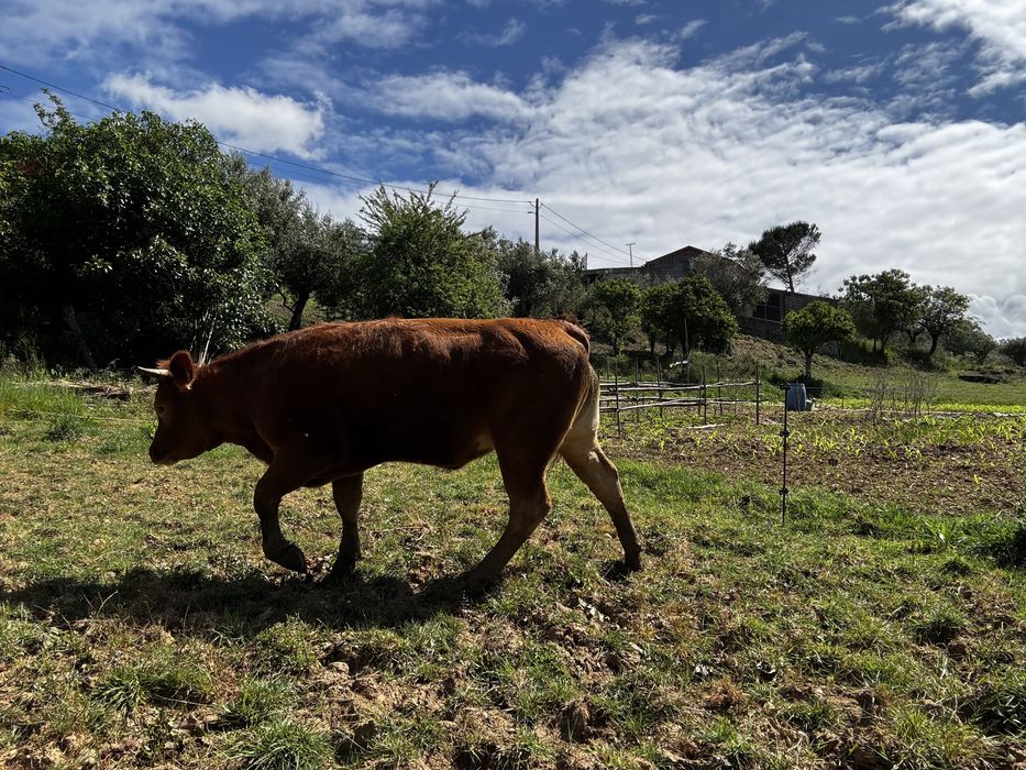 Vendo lote 5 vacas