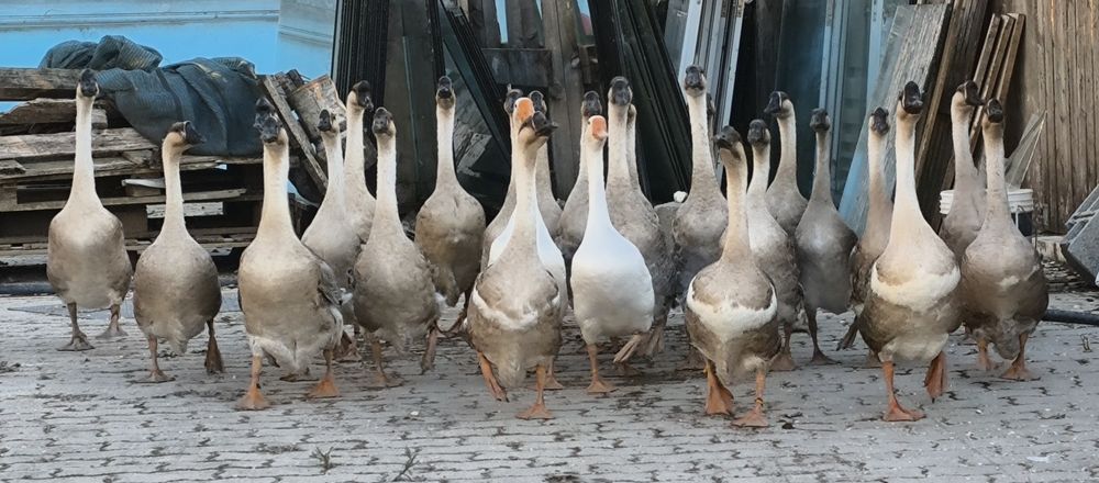 Pure Adult Geese