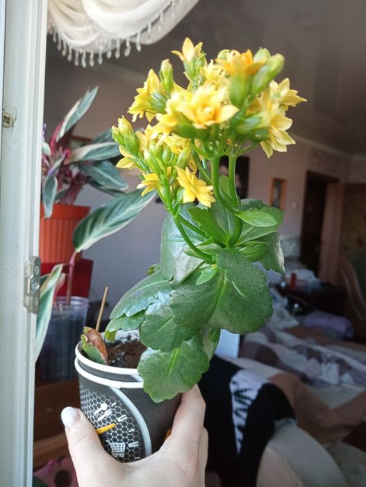 Каланхое каландива жовта