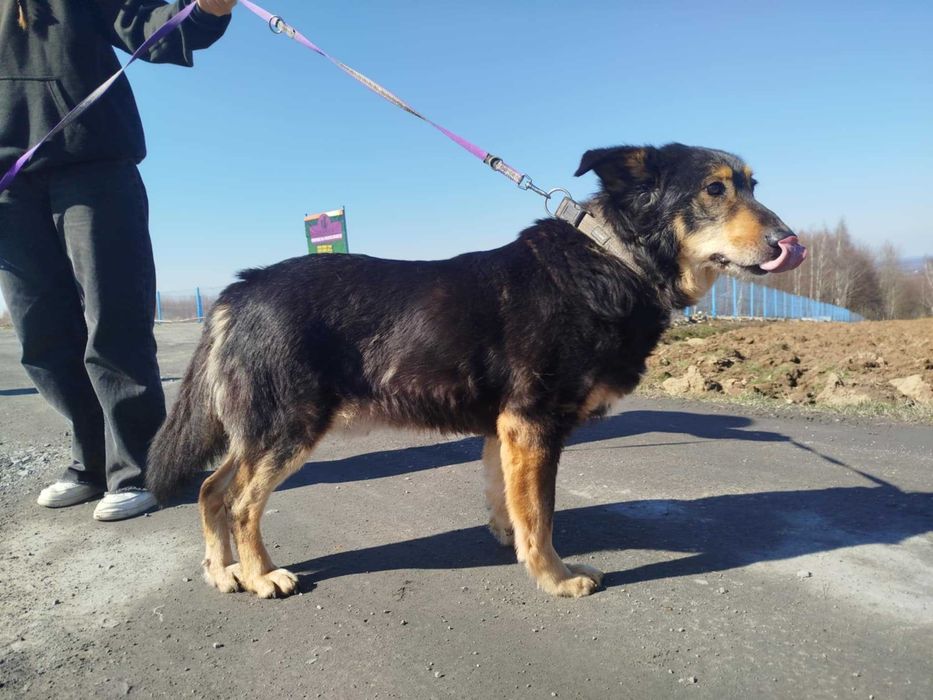 Artur - starszy piesek szuka domu